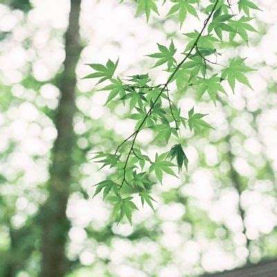 灼灼琉璃夏公益服下载